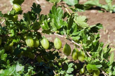 Bektaşi üzümü Bush bahçede dal taze yeşil bektaşi için görüntüleyin. Dal yaprakları altında organik bektaşi üzümü berry asmak görünümü kadar kapatın.