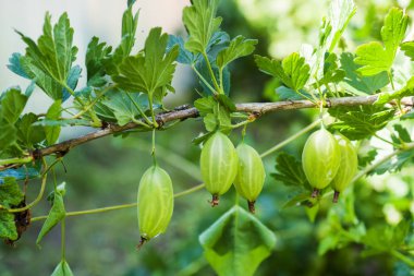 Bektaşi üzümü Bush bahçede dal taze yeşil bektaşi için görüntüleyin. Dal yaprakları altında organik bektaşi üzümü berry asmak görünümü kadar kapatın.