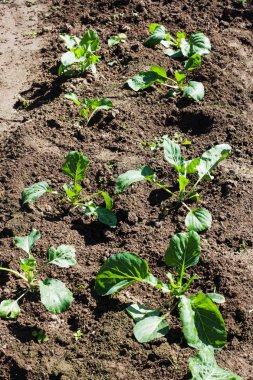 Ev bahçesinde lahana genç lahanası.