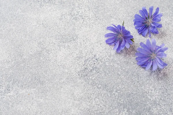 Flores de achicoria azul sobre una mesa gris. Copia del espacio . — Foto de Stock