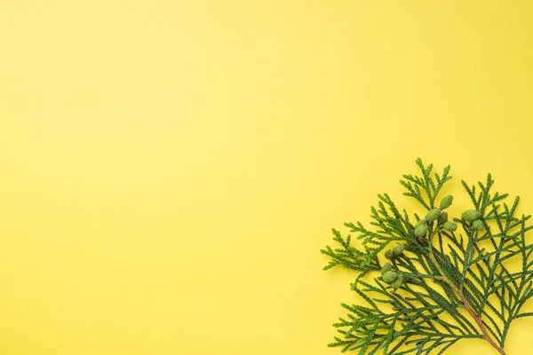 Rama thuja sobre fondo amarillo con espacio de copia . — Foto de Stock