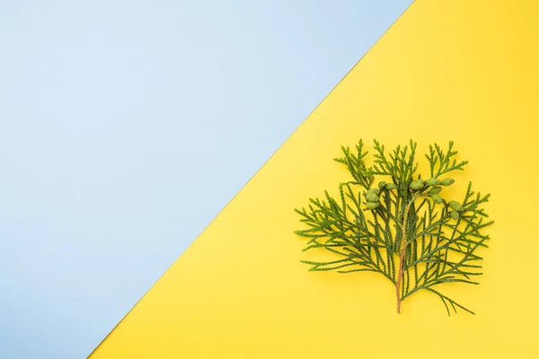 Rama thuja sobre fondo amarillo con espacio de copia . — Foto de Stock