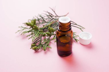 Pembe bir arka plan üzerinde bir cam kavanozda Thuja aroması uçucu yağ. Kopya alanı. Seçici odaklama.