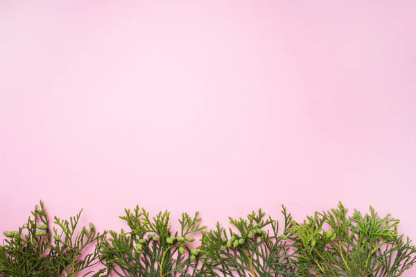 Rama thuja sobre fondo rosa con espacio de copia . — Foto de Stock