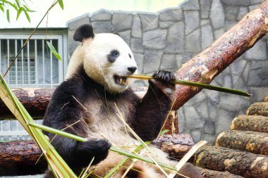 Komik büyük Panda günlükleri üzerinde oturan ve bambu yemek. Panda Moskova hayvanat bahçesinde, Rusya.