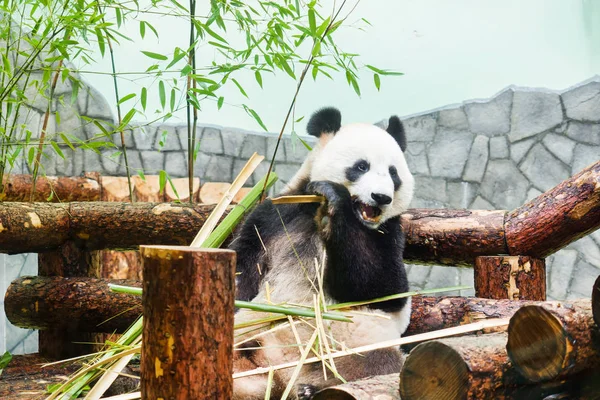 Komik büyük Panda günlükleri üzerinde oturan ve bambu yemek. Panda Moskova hayvanat bahçesinde, Rusya.