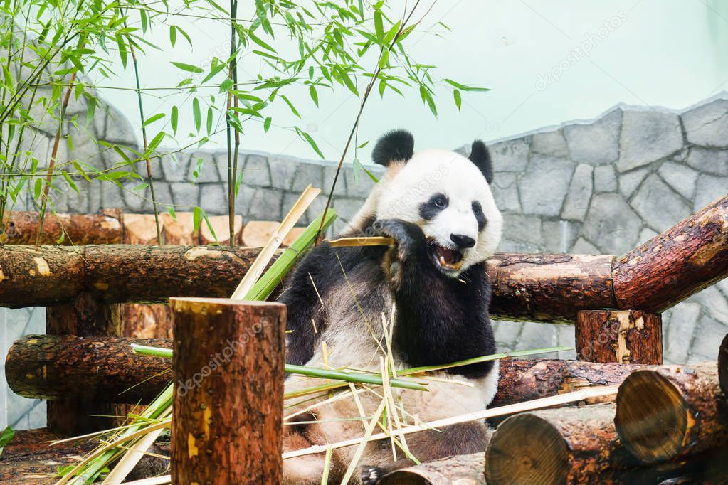 Funny big Panda sitting on the logs and eating bamboo. Panda in the Moscow zoo, Russia.
