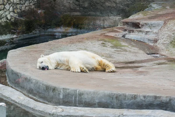 Oso polar durmiente en el zoológico de Moscú — Foto de Stock