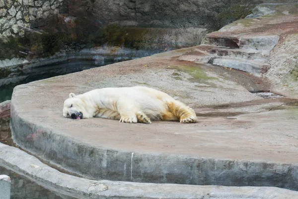 Sleeping polar bear in the Moscow Zoo — Stock Photo, Image