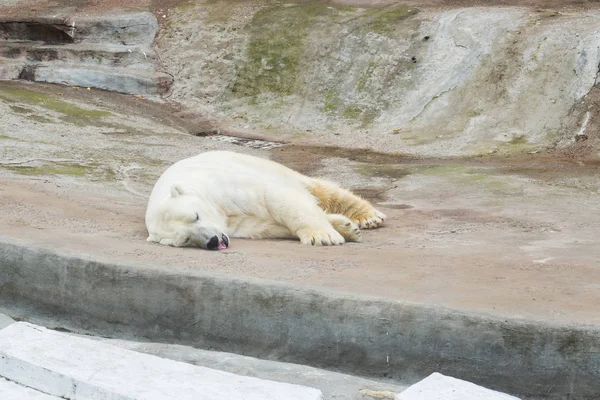 Sleeping polar bear in the Moscow Zoo — Stock Photo, Image