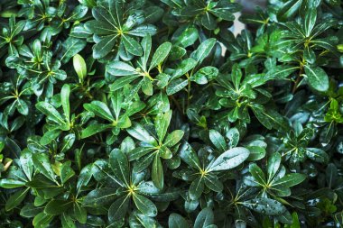 Yağmur damlalarında bitkilerin doku arka plan yeşil yaprakları.