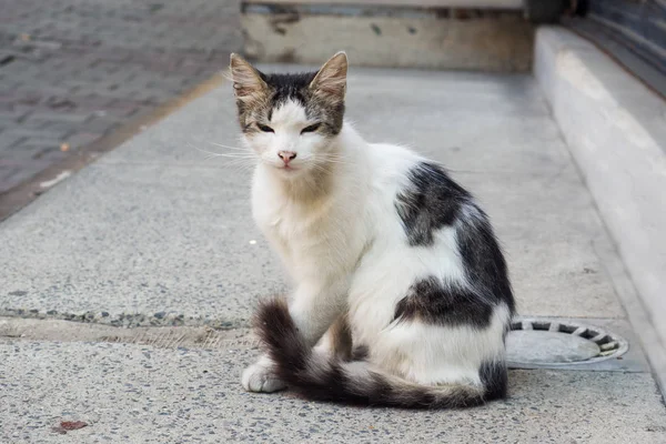 Άστεγη χαριτωμένο γάτα στο πεζοδρόμιο του δρόμου. — Φωτογραφία Αρχείου