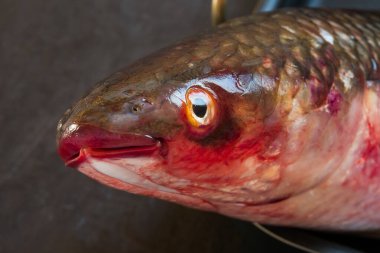 Siyah arka plan üzerine kafa taze çiğ balık tekir