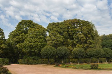 Şehir parkında büyük yeşil ağaçlar. Güneşli bir yaz gününde doğal manzara.