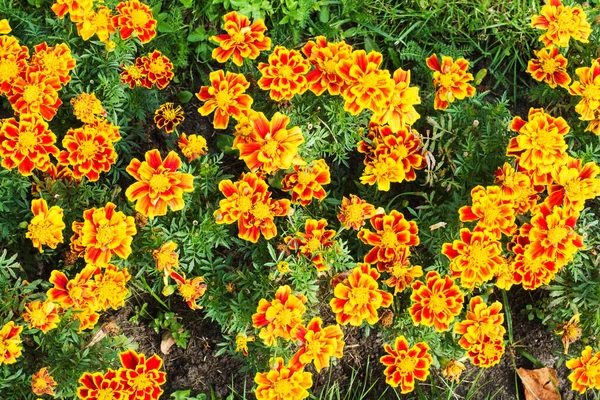 O fundo é de um belo amarelo-laranja flores de calêndula calêndula calêndula crescendo no jardim . — Fotografia de Stock