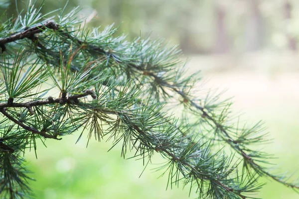 Grön gren av en lärk närbild. Gräsgrenens makro. — Stockfoto