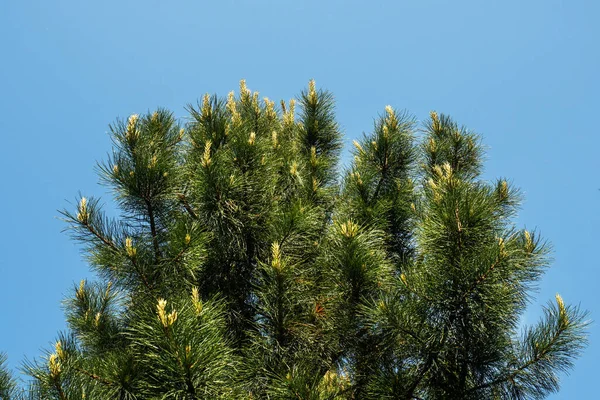 Gröna Blommande Tallar Solig Sommardag Barrträd Växer Parkskogen — Stockfoto