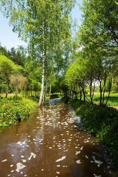 View of the forest river. A landscape with a river and forest trees on a Sunny summer day