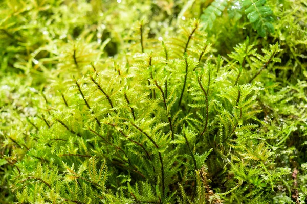 Ferns och mossa i regnskogen. Närbild Selektivt fokus. — Stockfoto