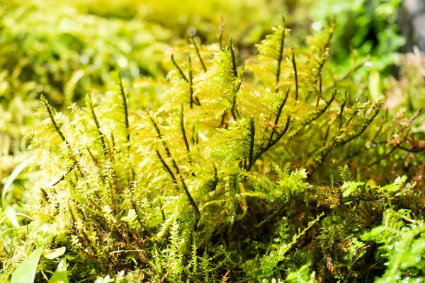 Ferns och mossa i regnskogen. Närbild Selektivt fokus. — Stockfoto