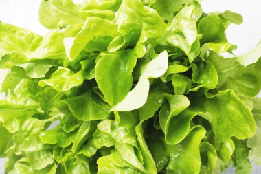 Yeşil meşe salatasından taze yapraklar. Kapat..