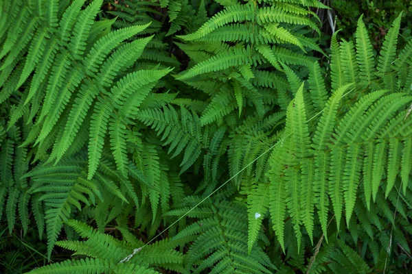 Naturlig grön bakgrund av växande ormbunksblad. — Stockfoto