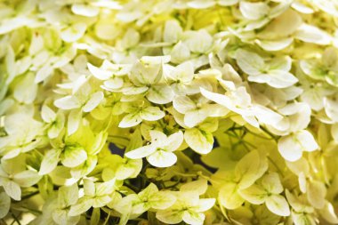 Ortanca çiçeklerinin arka planı. Doğal çiçek dokusu.