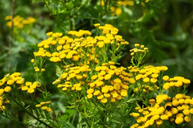 Tarlada yetişen Tansy Tanasetum vulgare, Common Tansy, Bitter Buttons, Cow Bitter, Mugwort Golden Buttons,