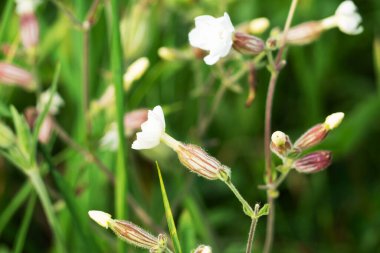 Silene latifolia, beyaz campion çiçeği makro seçici odak