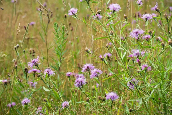 Вирощуйте Фіолетові Квіти Рослини Serratula Lycopifolia — стокове фото