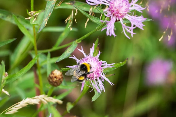 Serratula Lycopifolia bitkisinin mor çiçekleri