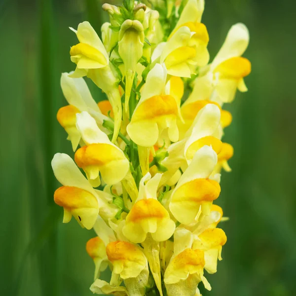 Sarı Aslanağzı çiçeği tarlada yetişiyor.