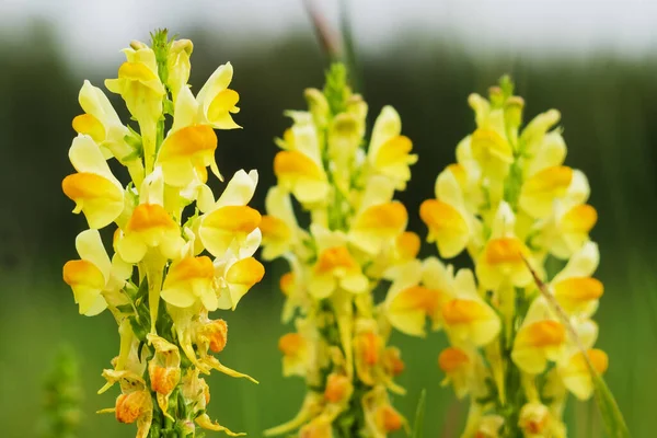 Yellow Snapdragon flower grows on the field — Stock Image Yellow Snapdragon Flower Grows Field Stock Photo