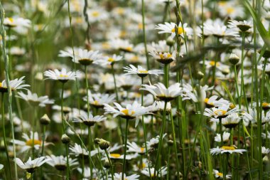 Güneşli bir günde tarlada papatya çiçeği. Seçici odak,