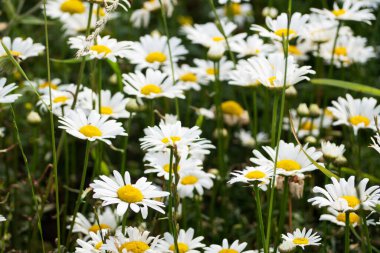 Güneşli bir günde tarlada papatya çiçeği. Seçici odak,