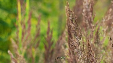 Çayırlık dikenli dikenler yazın güneşli arazide yetişir.