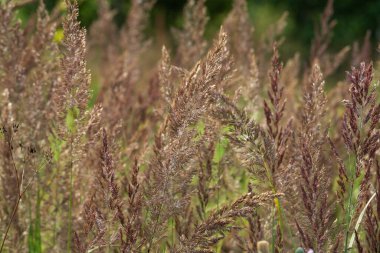 Çayırlık dikenli dikenler yazın güneşli arazide yetişir.