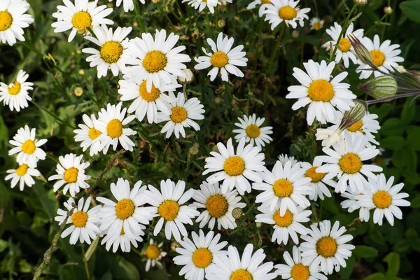 Güneşli Bir Günde Tarlada Papatya Çiçeği Seçici Odak — Stok fotoğraf