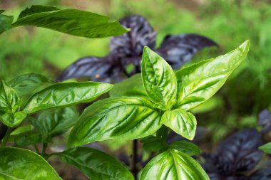 Yeşil Basil yaprakları. Bahçe yatağında güzel kokulu baharatlar yetişir.
