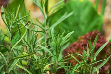 Bahçede yetişen taze yeşil biberiye.,