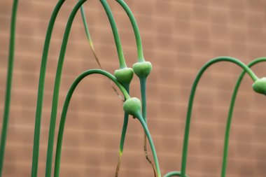 Bahçede tuğladan bir duvara karşı yeşil sarımsaklı oklar yetişiyor.