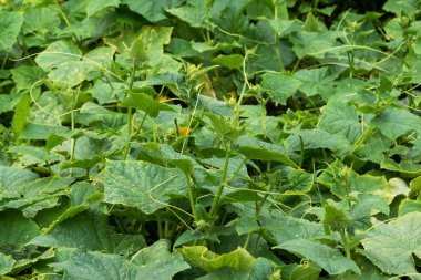 Yeşil salatalık yaprakları ve genç yumurtalıklar. Salatalıklar bahçede büyür.