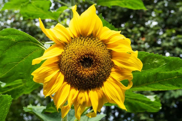 Yellow Sunflower Flower Grows Garden — Stock Photo, Image