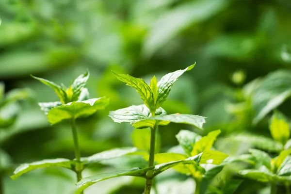 Arbustos Verdes Casa Moeda Fragrante Crescem Uma Cama Jardim — Fotografia de Stock