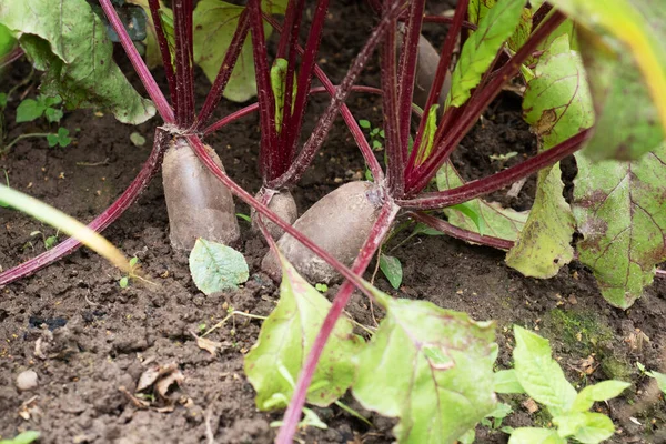 Las Tapas Remolacha Verde Crecen Desde Suelo Jardín Casero — Foto de Stock