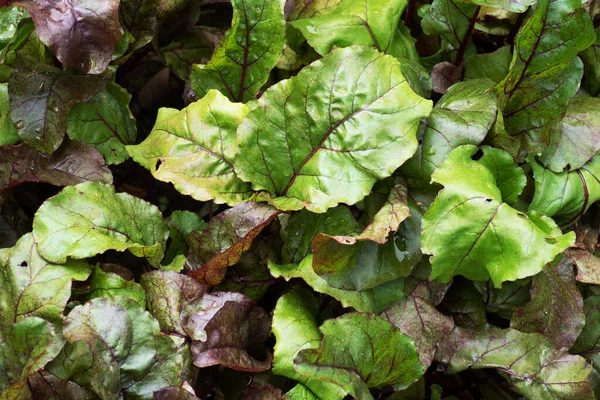 Grüne Rübenspitzen Wachsen Heimischen Garten Aus Dem Boden — Stockfoto