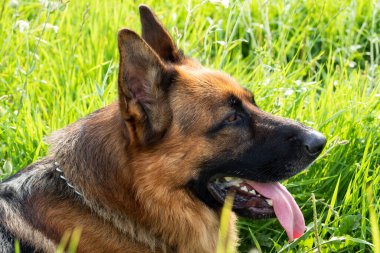Alman çoban köpeği bir tarlada dinleniyor ve dışarıda yürüyor.,
