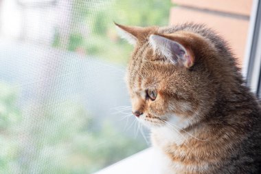 Evcil bir kedi pencere eşiğinde oturur ve pencereden dışarı bakar.