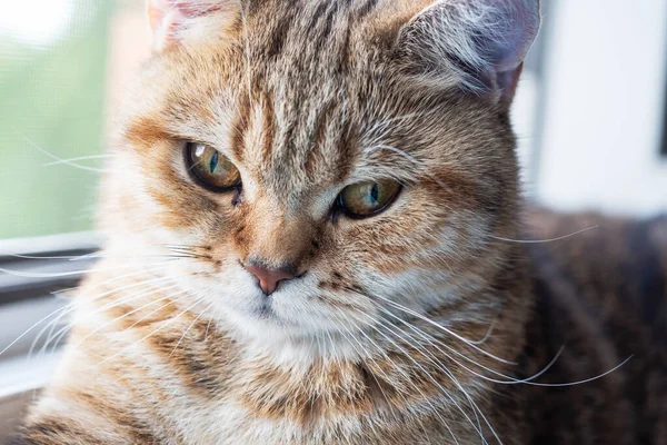 Domestic Cat Sits Windowsill Looks Out Window — Stock Photo, Image