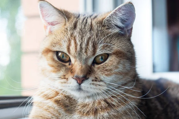 Domestic Cat Sits Windowsill Looks Out Window — Stock Photo, Image